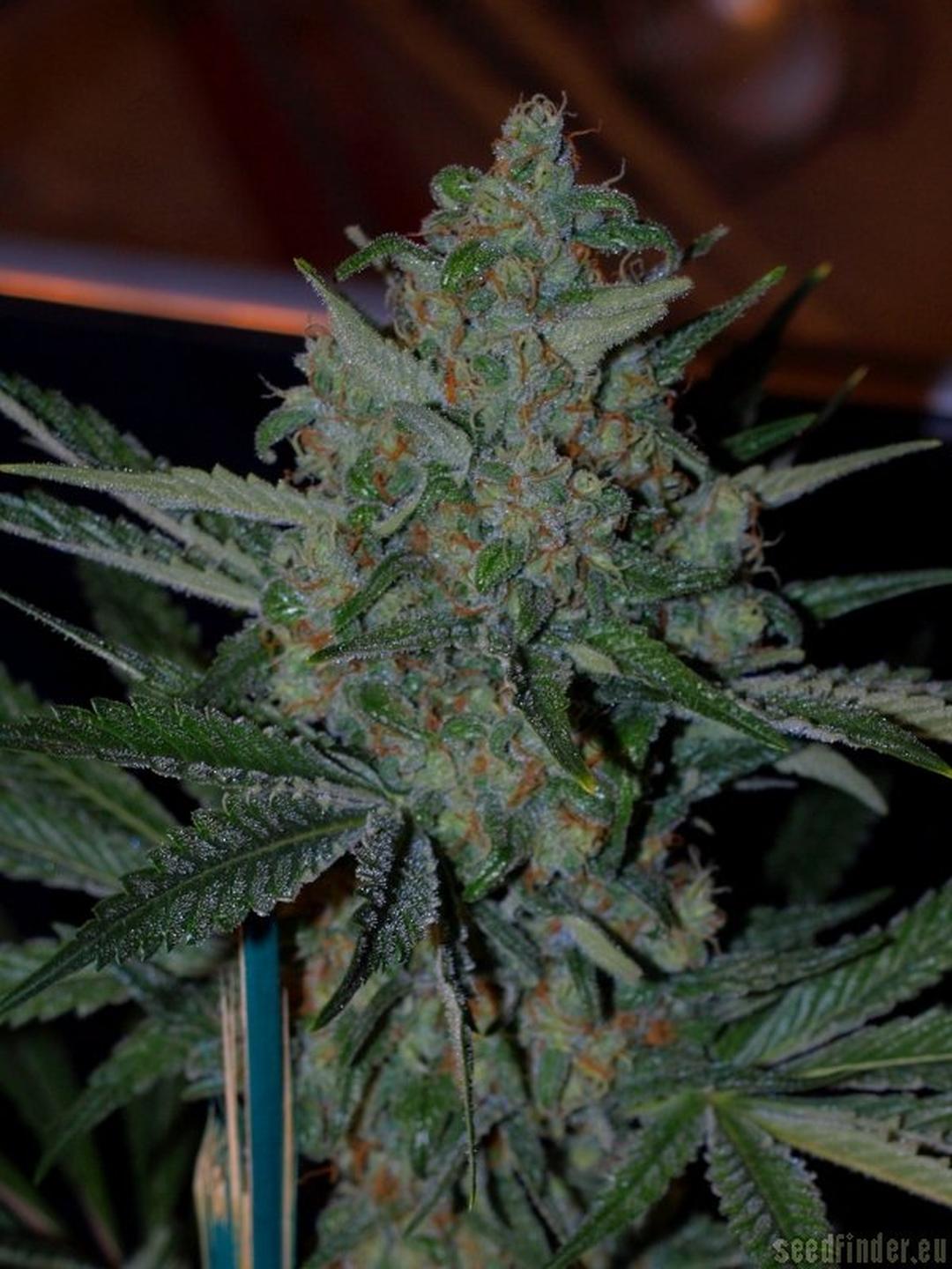 strain_image_2