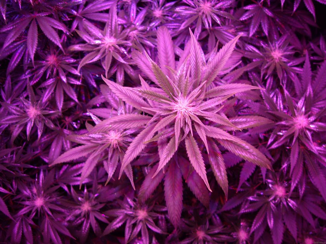 strain_image_2