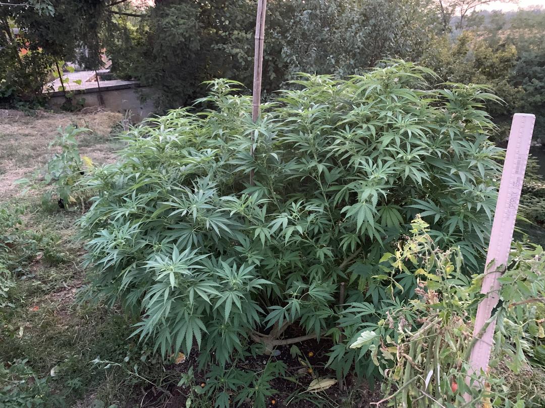 strain_image_2
