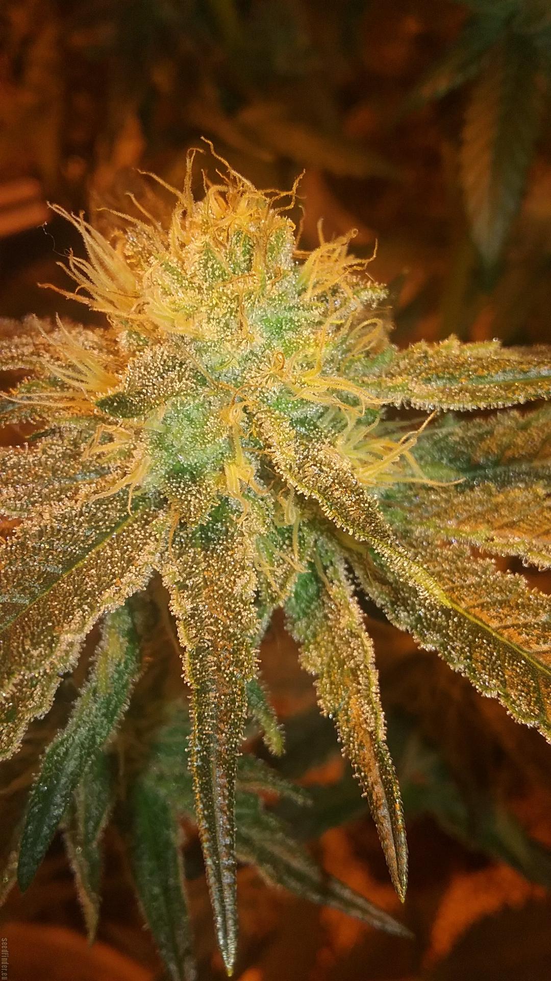 strain_image_1