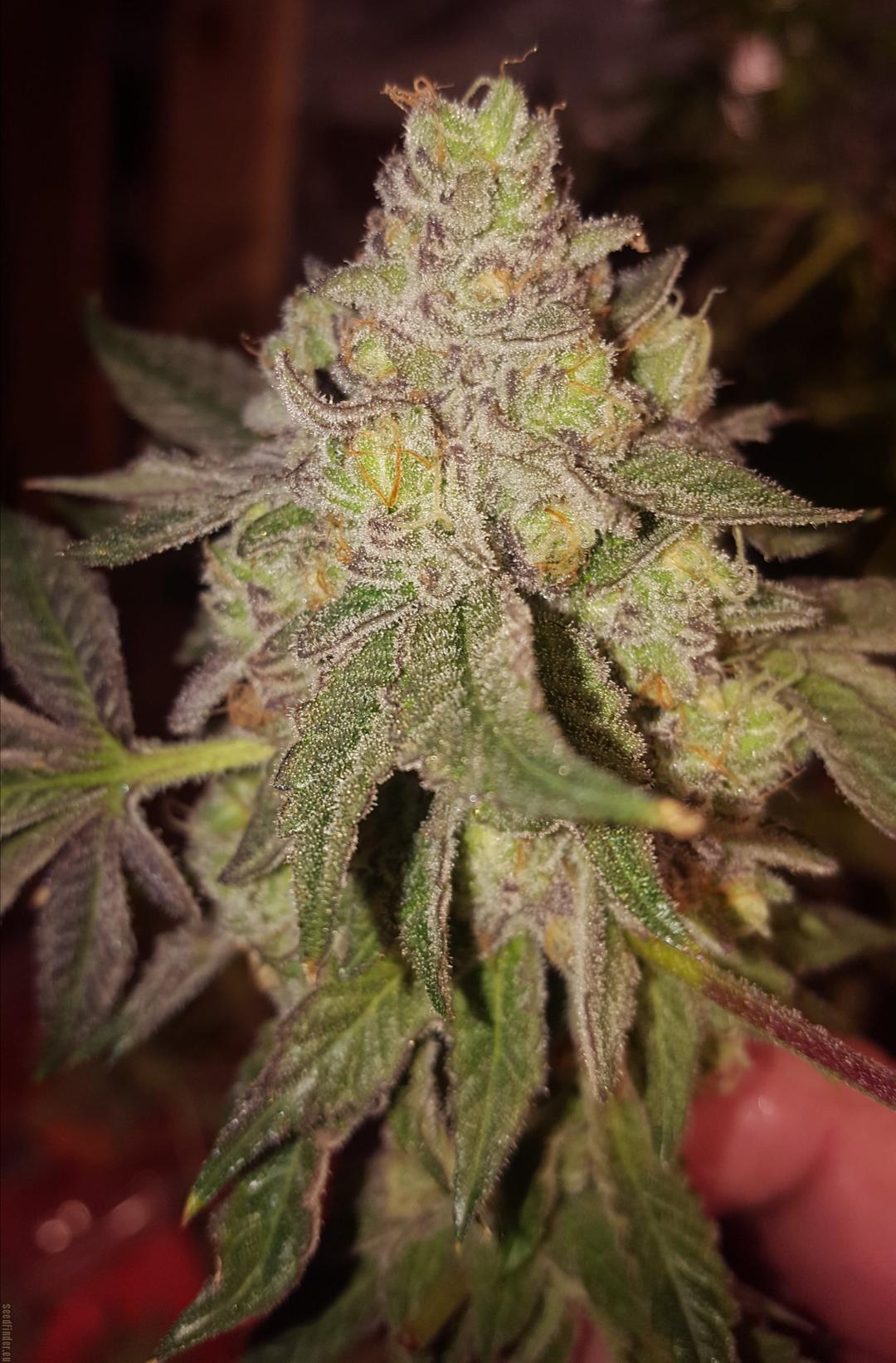 strain_image_1