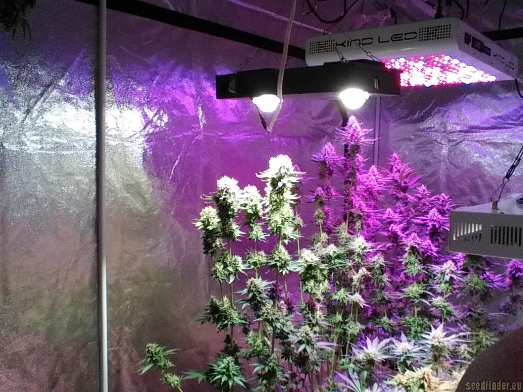 strain_image_3