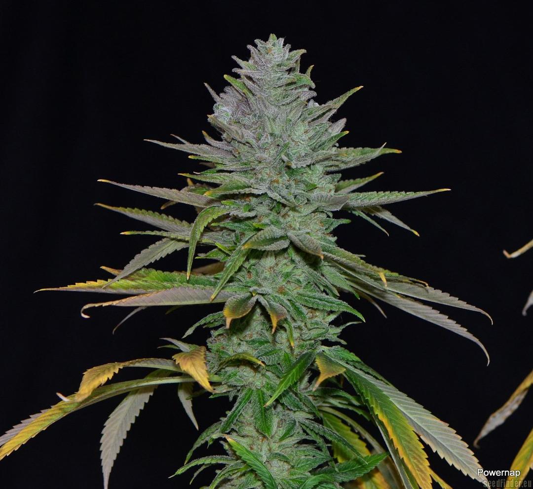 strain_image_2
