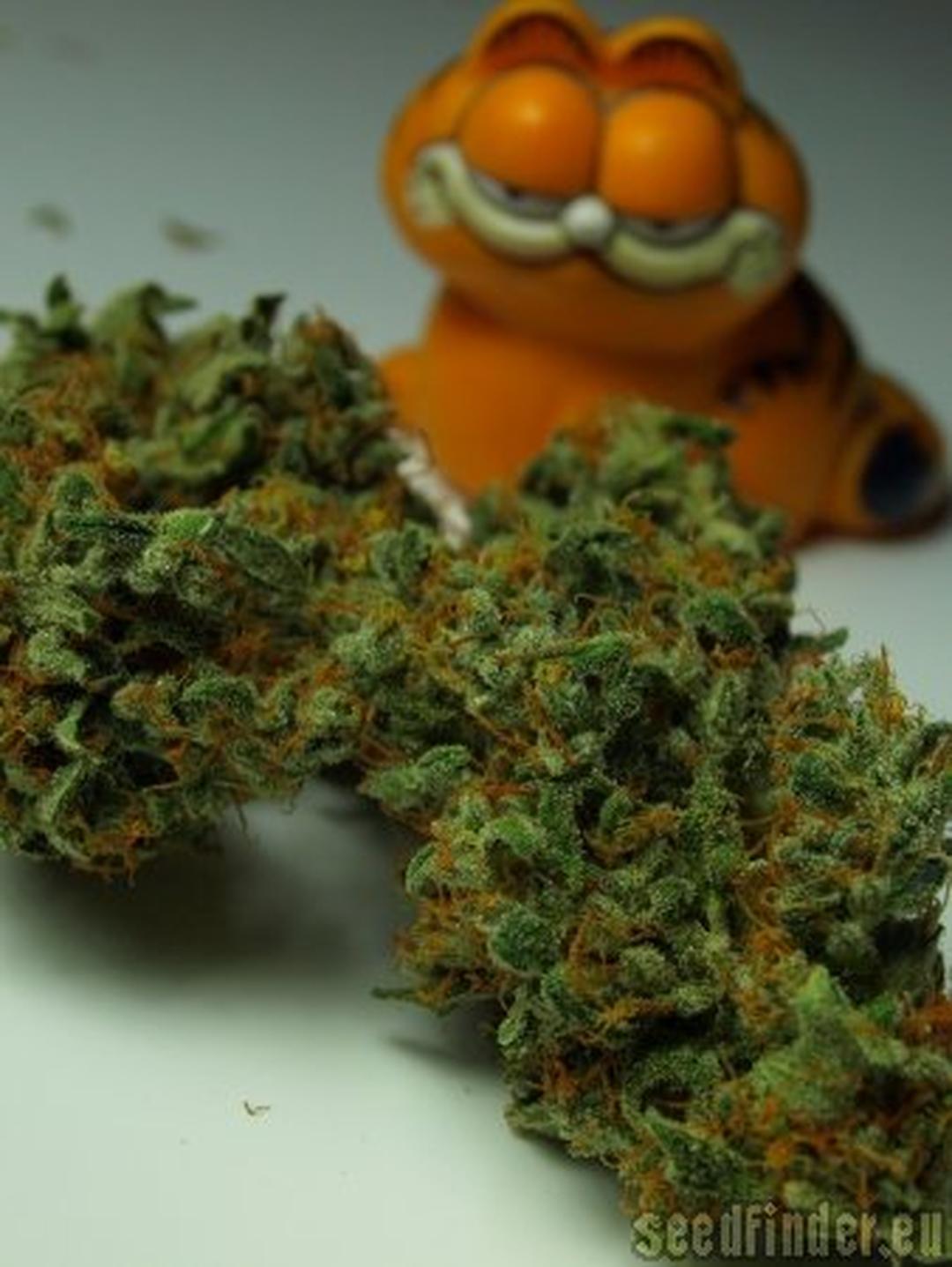 strain_image_1