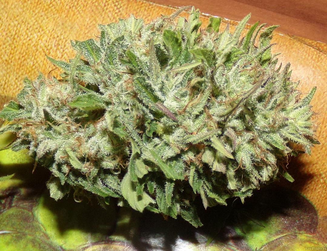 strain_image_2