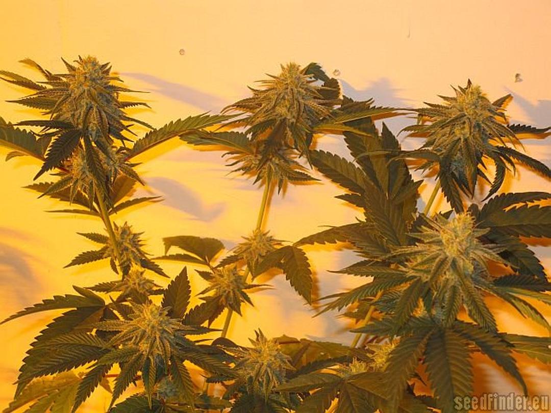 strain_image_3