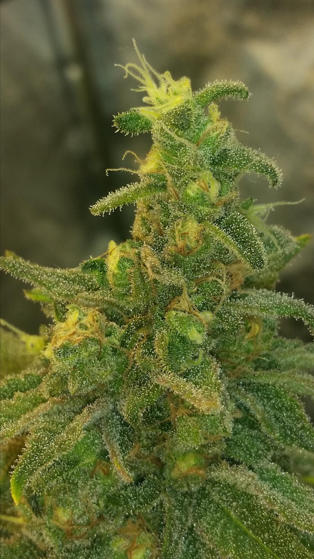 strain_image_2